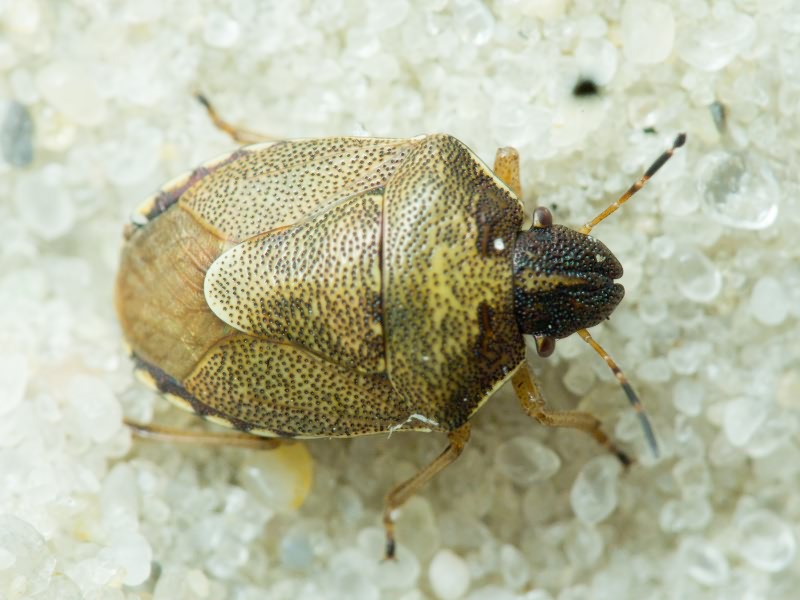 Rubiconia intermedia (Wolff, 1811)